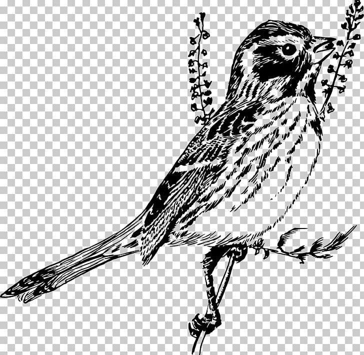 Finch Sparrow Black And White Line Art PNG, Clipart, Animals, Art, Beak, Bird, Bird Of Prey Free PNG Download