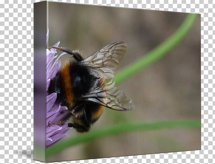 Honey Bee Bumblebee Nectar PNG, Clipart, Arthropod, Bee, Bumblebee, Honey, Honey Bee Free PNG Download