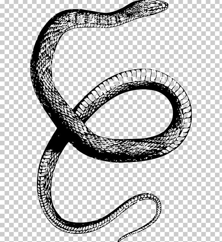 Rattlesnake Reptile Northern Water Snake PNG, Clipart, Anaconda, Animals, Banded Water Snake, Black And White, Black Rat Snake Free PNG Download