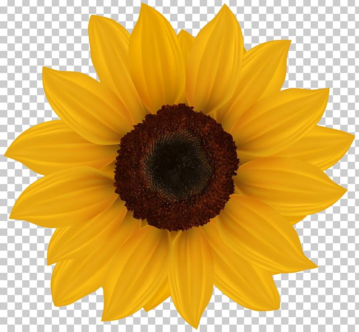 Common Sunflower PNG, Clipart, Art, Closeup, Common Sunflower, Computer Icons, Daisy Family Free PNG Download