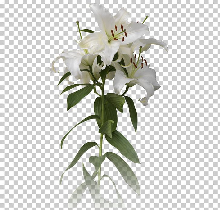 Cut Flowers Plant Stem PNG, Clipart, Cut Flowers, Flower, Flowering Plant, Lily, Plant Free PNG Download