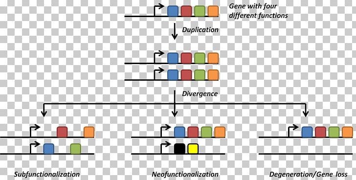 Gene Duplication Genome Genetic Redundancy DNA Replication PNG, Clipart, Angle, Area, Biology, Brand, Chromosome Free PNG Download
