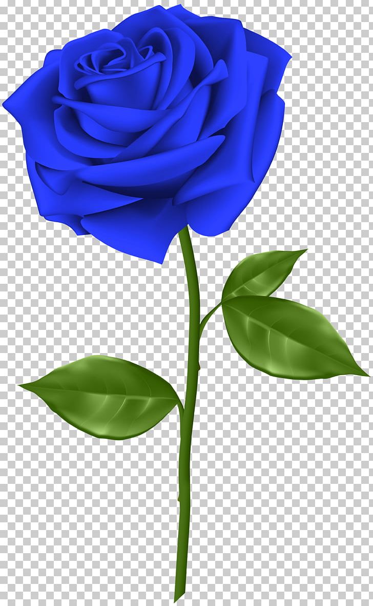 Blue Rose Flower PNG, Clipart, Blue, Blue Rose, Clipart, Computer Wallpaper,  Cut Flowers Free PNG Download