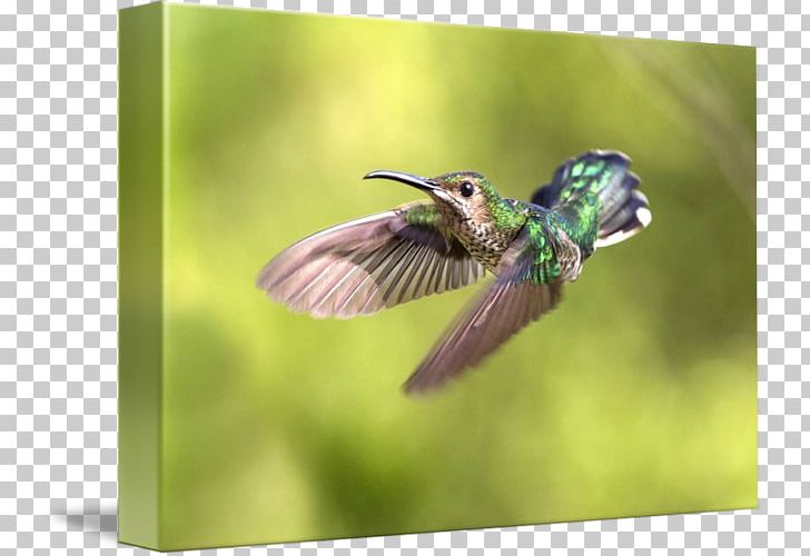Insect Fauna Hummingbird M Wildlife Beak PNG, Clipart, Animals, Beak, Bird, Fauna, Hummingbird Free PNG Download