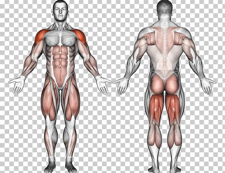 Kettlebell Deadlift Muscle Exercise Human Body PNG, Clipart, Abdomen, Arm, Bodybuilder, Bodybuilding, Exercise Free PNG Download