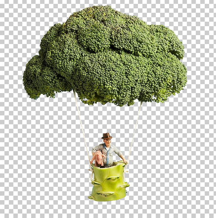 Villorba Sustainability Organic Farming Agriculture Food PNG, Clipart, Air, Balloon, Broccoli Art, Broccoli Dog, Broccoli Sketch Free PNG Download