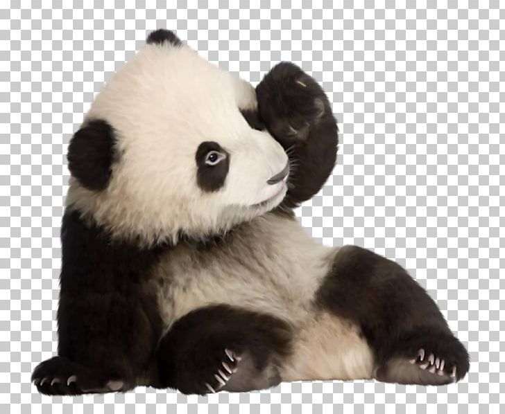 Giant Panda Red Panda Cuteness Zoo Atlanta Polar Bear PNG, Clipart, Ailuropoda, Animals, Bear, Birthday, Carnivoran Free PNG Download