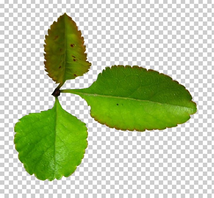 Leaf Herb Plant Stem PNG, Clipart, Herb, Http Cookie, Leaf, Liveinternet, Photography Free PNG Download