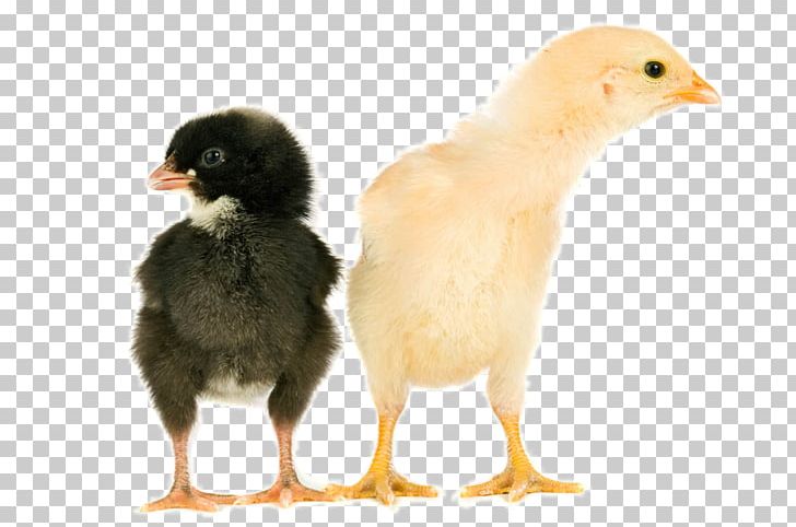 Chicken Egg Animal Cuteness PNG, Clipart, Animal, Animal Eggs Closeup, Animals, Beak, Bird Free PNG Download