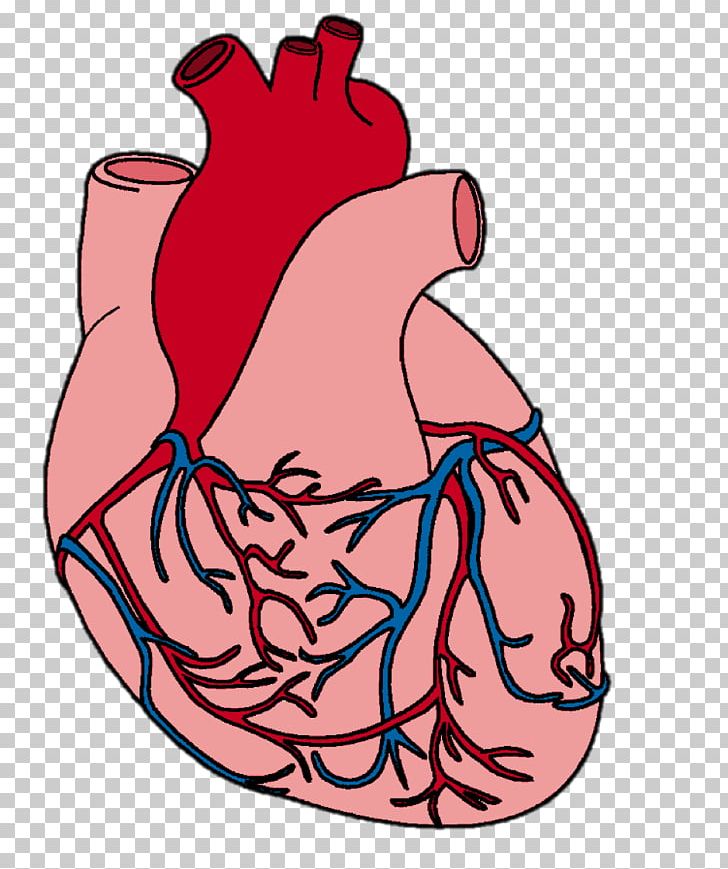 Heart Drawing PNG, Clipart, Abdomen, Anatomy, Area, Arm, Blood Vessel Free PNG Download