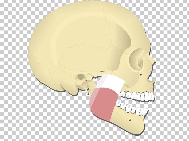 Medial Pterygoid Muscle Lateral Pterygoid Muscle Temporal Muscle Masseter Muscle Mandible PNG, Clipart, Bone, Cheek, Ear, Fantasy, Head Free PNG Download