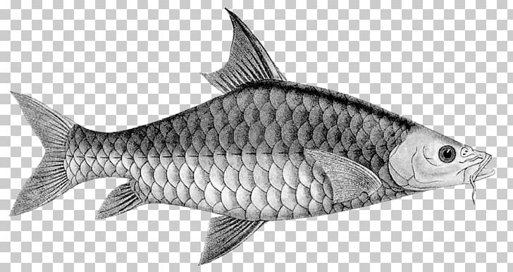 Sardine Mahseer Carp Tor Khudree Fish PNG, Clipart, Almaco Jack, Animal, Animals, Black And White, Bony Fish Free PNG Download