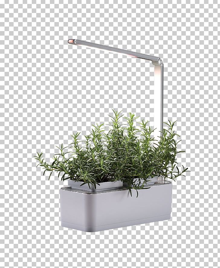Herb Flowerpot PNG, Clipart, Flowerpot, Grass, Herb, Plant Free PNG Download