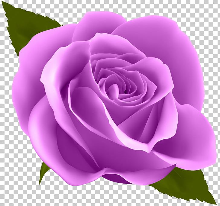 Rose Flower Purple PNG, Clipart, Blue Rose, Clipart, Color, Cut Flowers, Desktop Wallpaper Free PNG Download