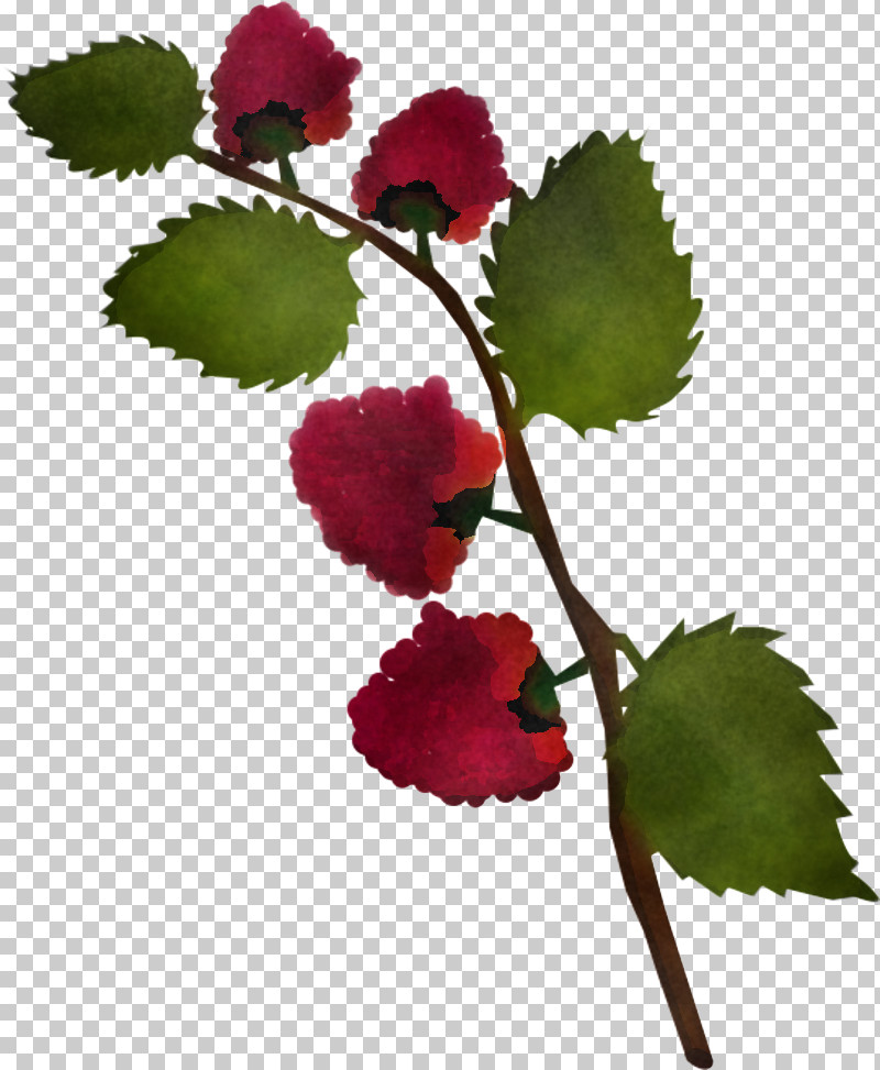 Flower Plant Leaf Berry Rose Family PNG, Clipart, Berry, Flower, Leaf, Plant, Plant Stem Free PNG Download