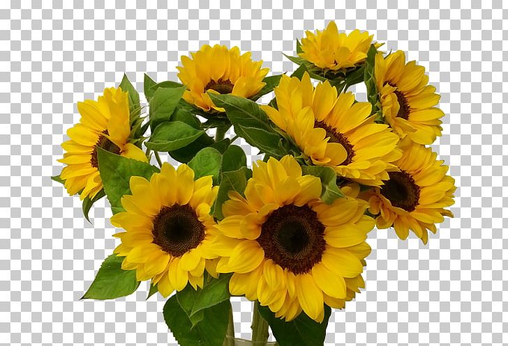 Common Sunflower Floristería Bilbao Gandarias Cut Flowers Floral Design PNG, Clipart, Annual Plant, Bilbao, Common Sunflower, Cut Flowers, Daisy Family Free PNG Download
