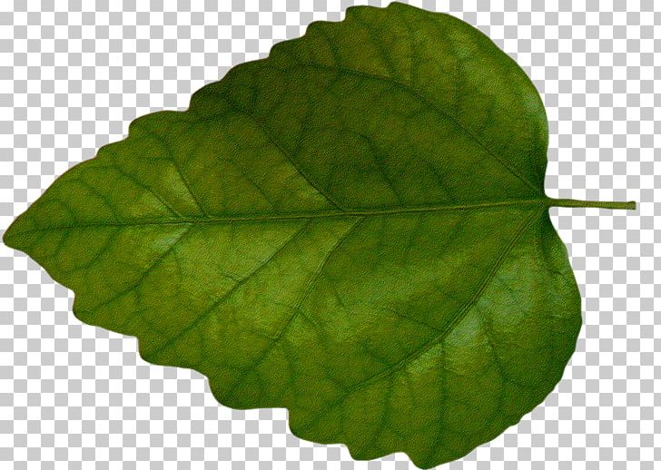 Leaf Green PNG, Clipart, Art Green, Background Green, Clip Art, Color, Digital Image Free PNG Download