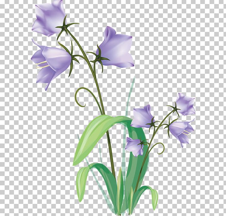 Drawing Art Plant Flower PNG, Clipart, Artist, Bellflower, Bellflower Family, Bellflowers, Botanical Illustration Free PNG Download