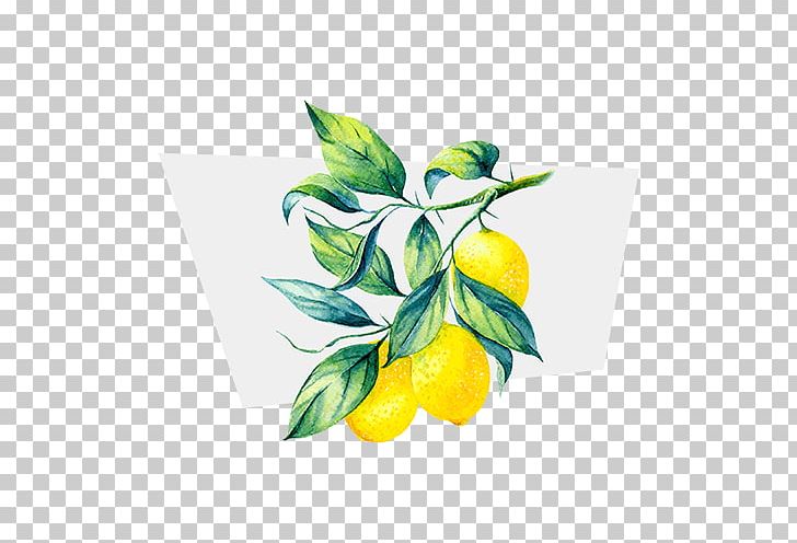 Lemon Terpene Juice Limonene Ocimene PNG, Clipart, Citrus, Flora, Floral Design, Flower, Flowering Plant Free PNG Download