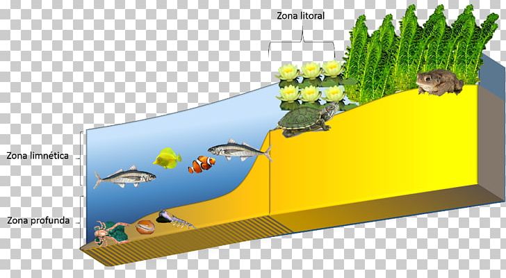 Limnetic Zone Littoral Zone Phytoplankton Biome Lake PNG, Clipart, Algae, Aquatic Ecosystem, Baby Animals, Biome, Ecology Free PNG Download