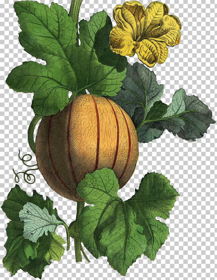 Gourd Winter Squash Cucurbita Herb Calabaza PNG, Clipart, Autumn Has Set In, Calabaza, Cucumber Gourd And Melon Family, Cucumis, Cucurbita Free PNG Download