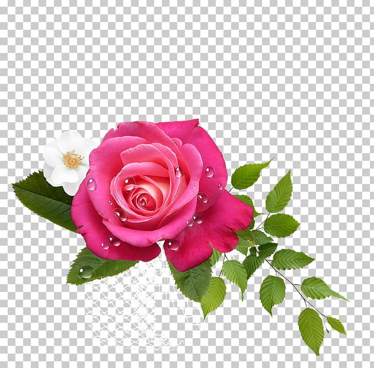 Garden Roses Cabbage Rose Pink Floribunda Flower PNG, Clipart, Cabbage Rose, Color, Cut Flowers, Floral Design, Floribunda Free PNG Download