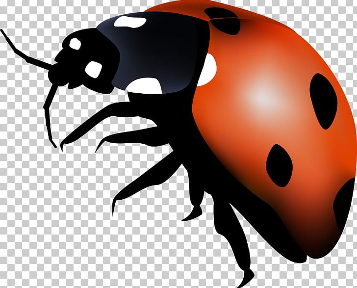Ladybird Insect Autumn Summer Spring PNG, Clipart, 2017, Advertising, Arthropod, Autumn, Beetle Free PNG Download