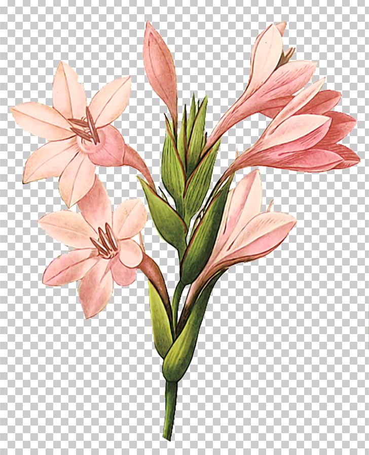 Gladiolus Printmaking Botanical Illustration Printing Art PNG, Clipart, Amaryllis Family, Art, Artist, Beau, Beauty Free PNG Download