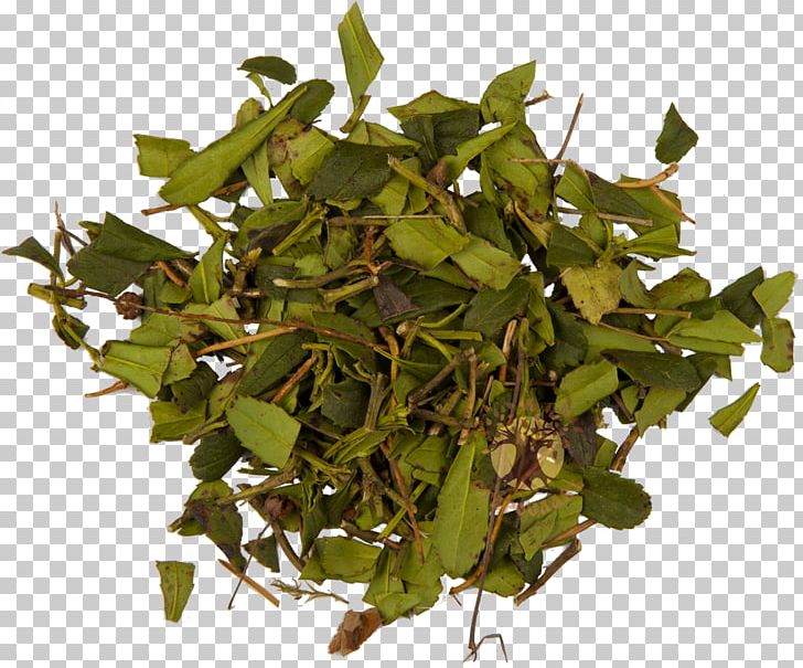 Pipsissewa Herbaceous Plant Medicinal Plants Blossom PNG, Clipart, Blossom, Chimaphila Menziesii, Description, Food Drinks, Herb Free PNG Download