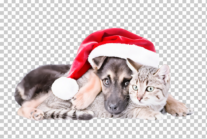 Cat Dog Kitten Puppy PNG, Clipart, Cat, Dog, Kitten, Puppy Free PNG Download