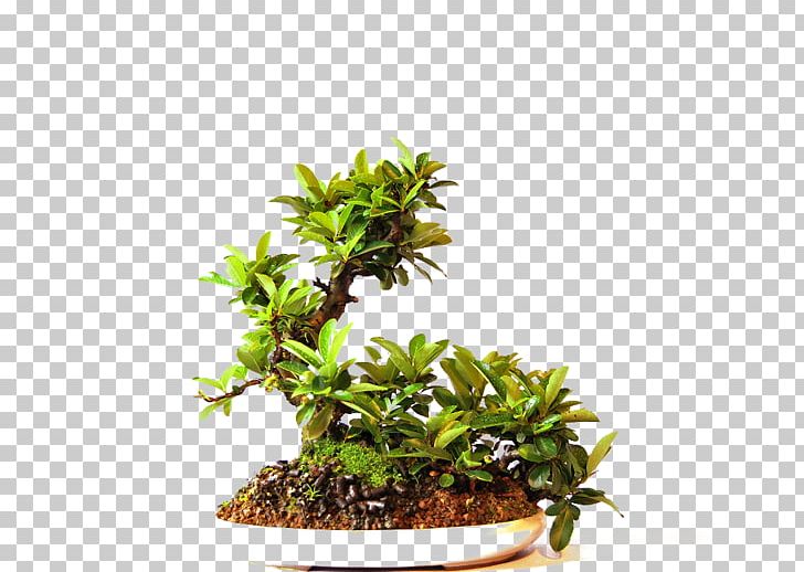 Bonsai Tree Online Shopping Flowerpot Cantabria PNG, Clipart, Bonsai, Cantabria, Flowerpot, Herb, Houseplant Free PNG Download