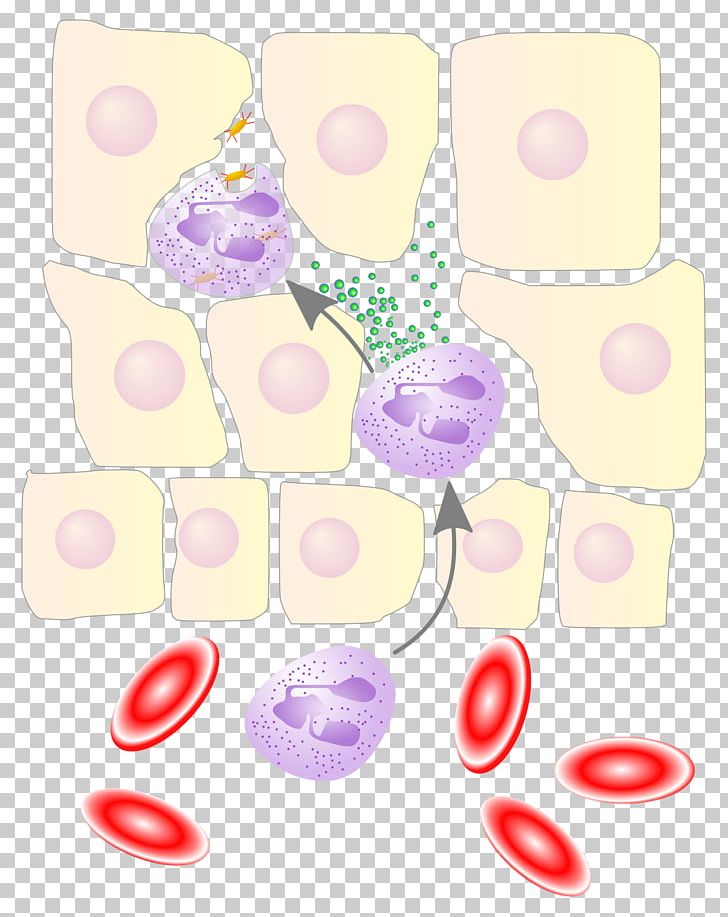 Neutrophil Chemotaxis Leukocyte Extravasation Interleukin 8 White Blood Cell PNG, Clipart, Blood, Cell, Chemotaxis, Circle, Cytokine Free PNG Download