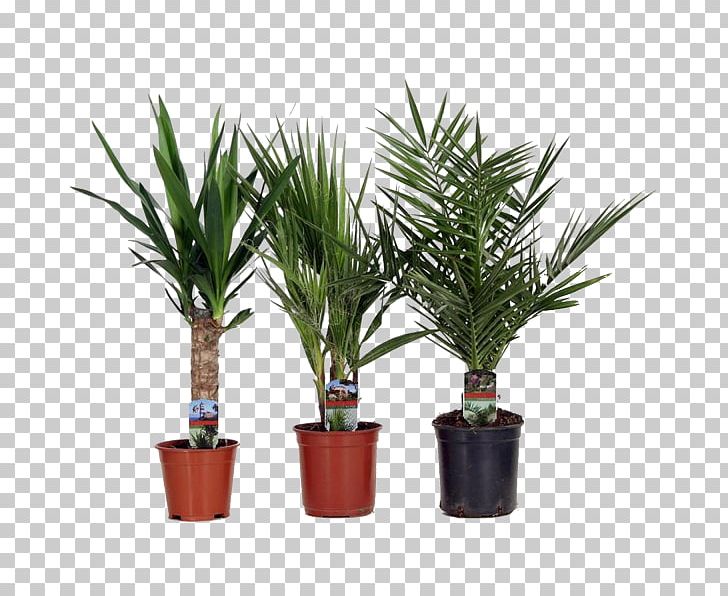 Sago Palm Date Palm Dracaena Fragrans Houseplant Arecaceae PNG, Clipart, Arecaceae, Arecales, Chamaedorea, Cycad, Date Palm Free PNG Download