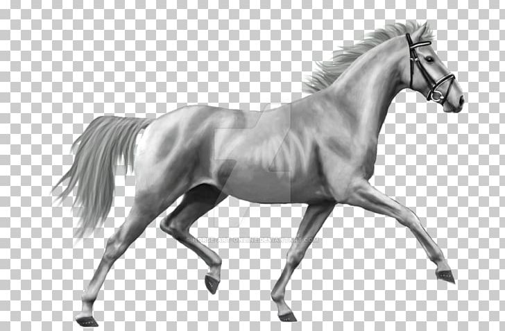 Foal Mane Stallion Pony Mustang PNG, Clipart, Bit, Black And White, Bridle, Drawing, English Riding Free PNG Download