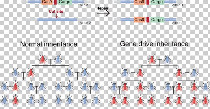 Gene Drive Genetic Engineering CRISPR Genetics PNG, Clipart, Area, Biology, Brand, Cas9, Crispr Free PNG Download