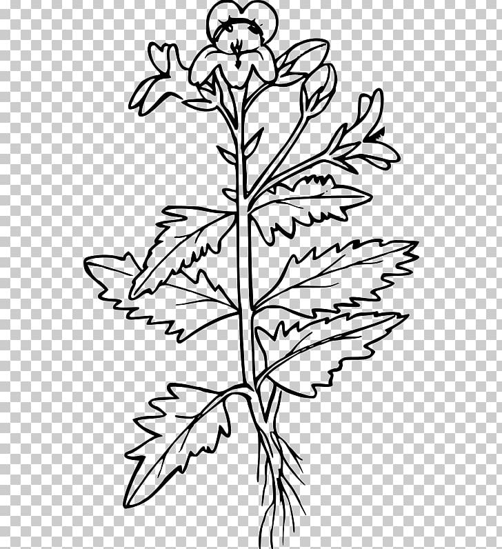 Mustard Plant Black Mustard Brassica Juncea White Mustard Hot Dog PNG, Clipart, Black And White, Branch, Brassica Juncea, Cabbages, Coloring Free PNG Download