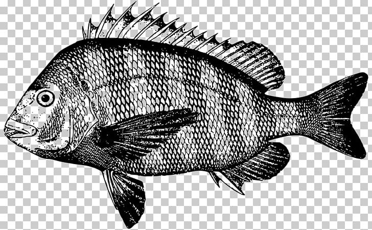 Southern Sheeps Head Fishing Atlantic Spanish Mackerel PNG, Clipart, Animal, Animals, Atlantic Spanish Mackerel, Black And White, California Sheephead Free PNG Download