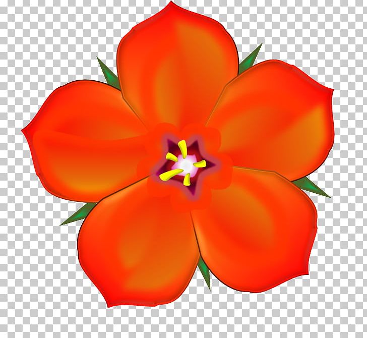The Scarlet Pimpernel Anagallis Arvensis Drawing Png Clipart Anagallis Anagallis Arvensis Cut Flowers Desktop Wallpaper Download