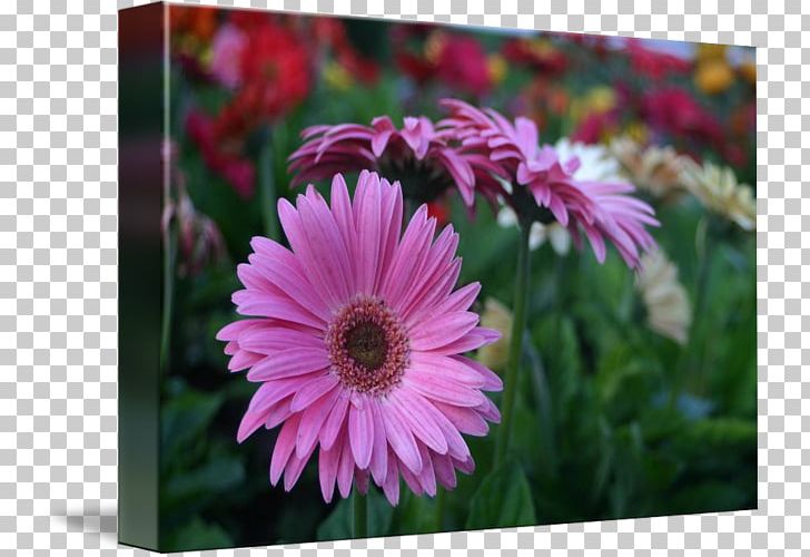 Transvaal Daisy Chrysanthemum Coneflower Common Daisy Wildflower PNG, Clipart, Annual Plant, Aster, Chrysanthemum, Chrysanths, Common Daisy Free PNG Download