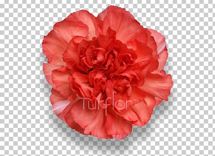 Carnation Peach Cut Flowers Pink PNG, Clipart, Burgundy, Camellia, Carnation, Centifolia Roses, Cut Flowers Free PNG Download