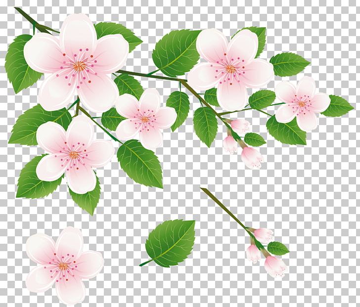 Flower Spring Branch PNG, Clipart, Blossom, Branch, Bud, Cherry Blossom, Flower Free PNG Download