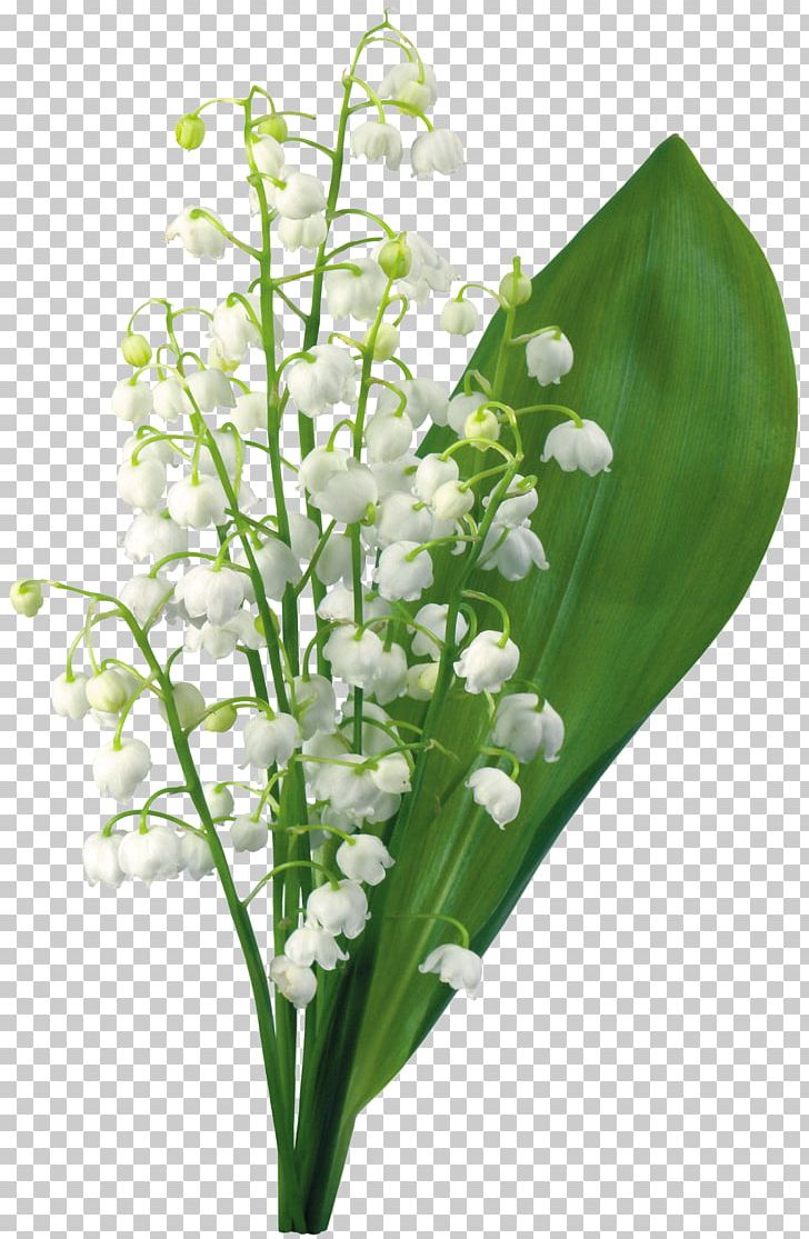 Lily Of The Valley 1 May Flower PNG, Clipart, 1 May, 2017, 2018, Crocus Vernus, Cut Flowers Free PNG Download
