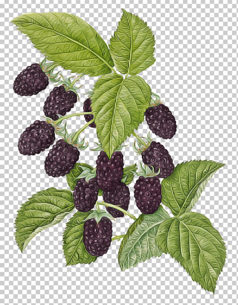 Gummy Sweet Cbd Gummies Boysenberry PNG, Clipart, Berry, Boysenberry, Cannabinol, Cannabis Sativa, Hemp Free PNG Download