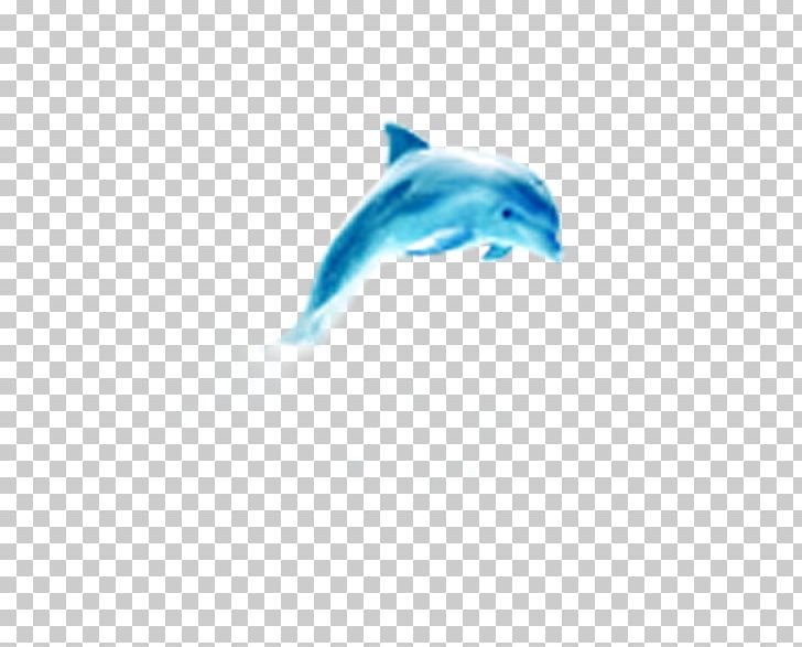 Common Bottlenose Dolphin Whale PNG, Clipart, Animals, Aqua, Azure, Blue, Blue Whale Free PNG Download