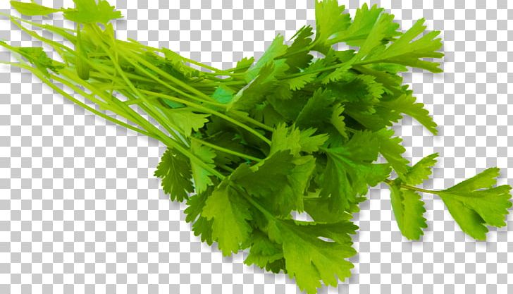 Coriander Vegetable Parsley Fines Herbes Brazilian Cuisine PNG, Clipart, Apiaceae, Artichoke, Brazilian Cuisine, Chives, Condiment Free PNG Download