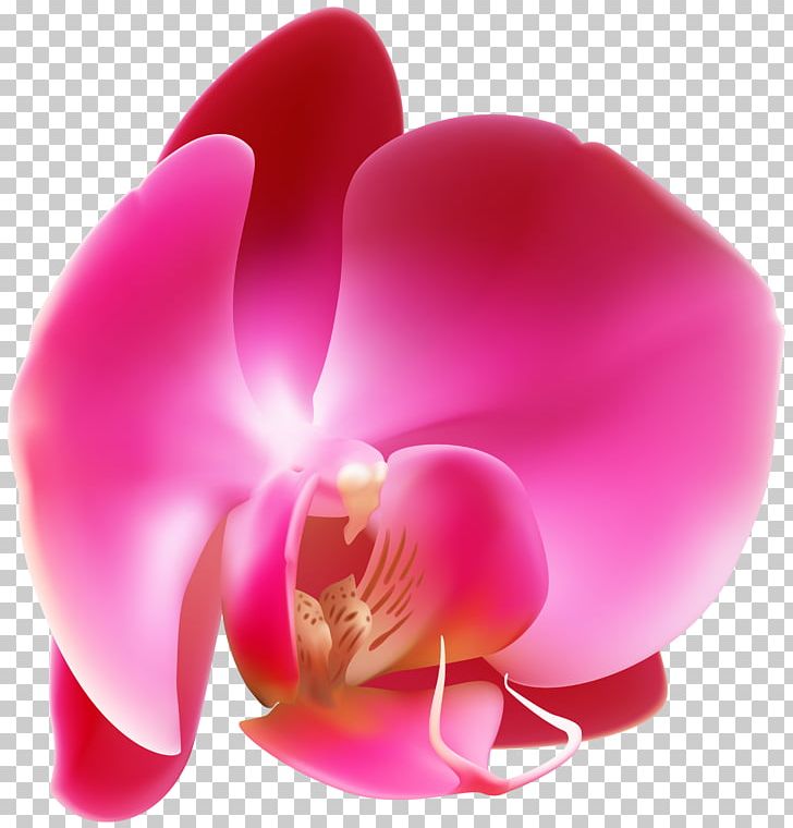 Flower Photography Publishing PNG, Clipart, Banner, Book, Closeup, Download, Flower Free PNG Download