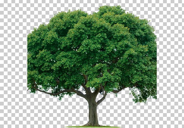 Tree Evergreen PNG, Clipart, Arborist, Blue Spruce, Bogan, Branch, Desktop Wallpaper Free PNG Download