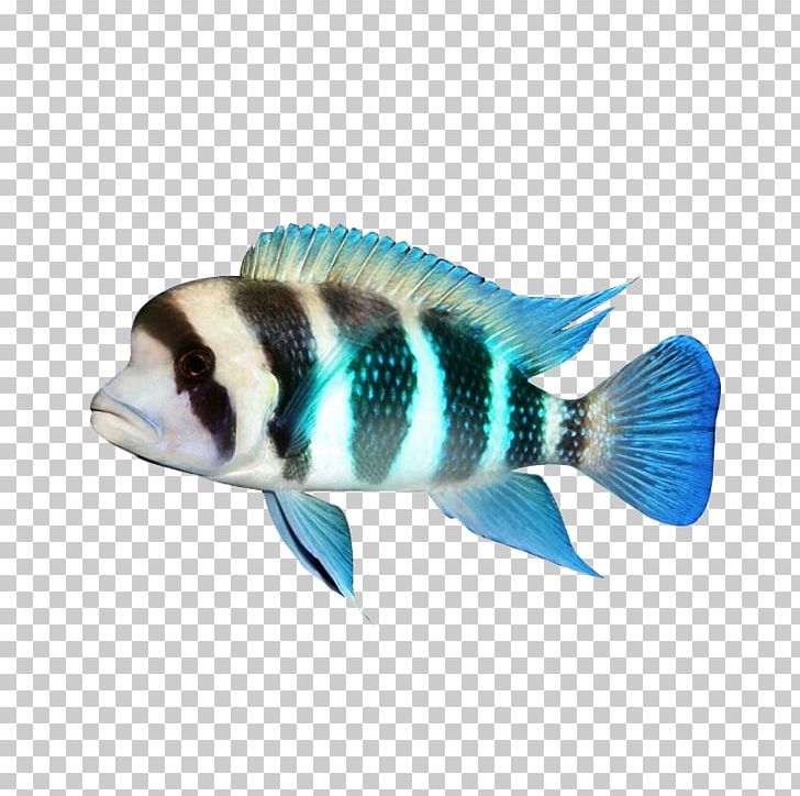 Fauna Tail Fish PNG, Clipart, Animal, Animals, Aquarium Fish, Black, Blue Free PNG Download
