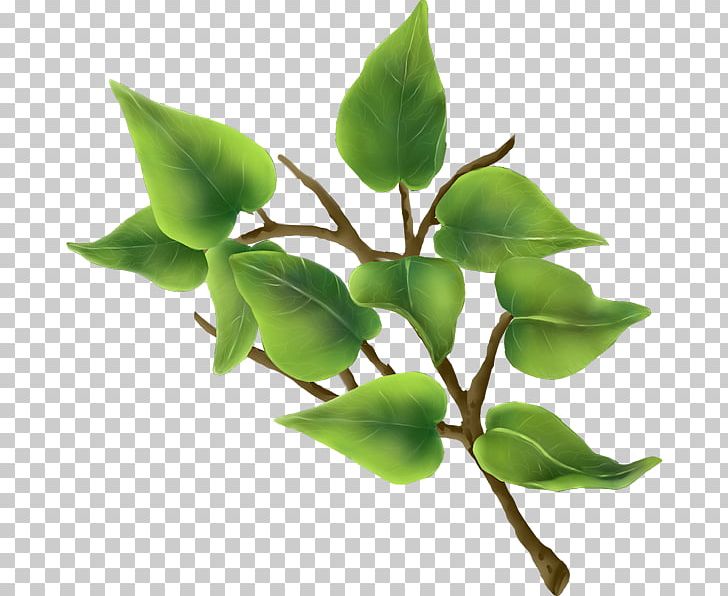 Leaf Plant Stem Herb PNG, Clipart, Branch, Green Leaf, Herb, Leaf, Plant Free PNG Download