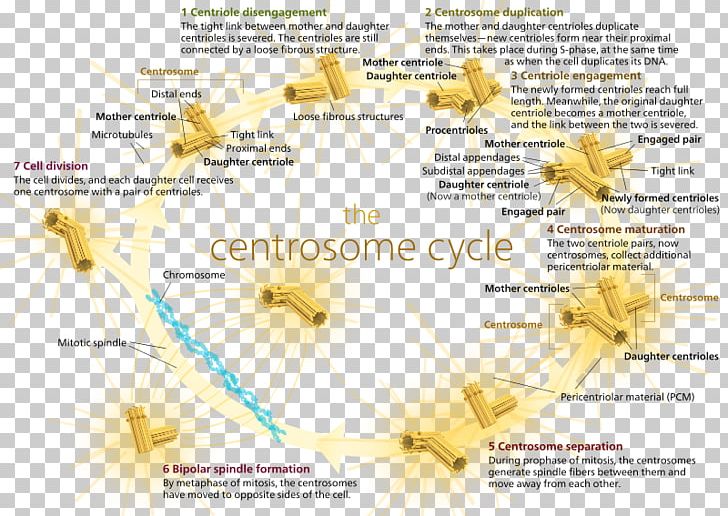 Microtubule Organizing Center Cell Division Centrosome Cycle Mitosis PNG, Clipart, Biology, Cell, Cell Cycle, Cell Division, Centriole Free PNG Download